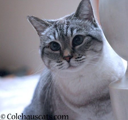 Mancat Maxx - 2014 © Colehaus Cats