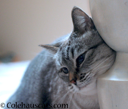 Loves the bedpost - 2014 © Colehaus Cats