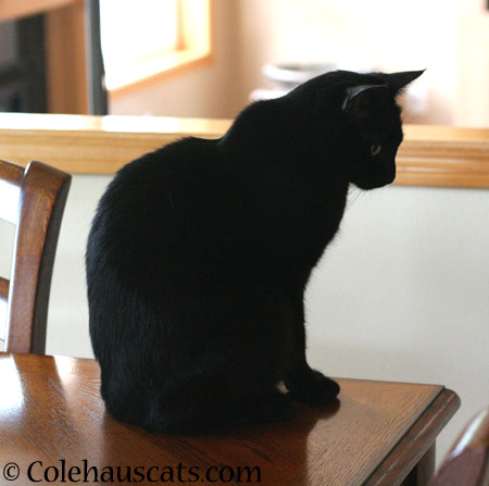 On the table - 2014 © Colehaus Cats