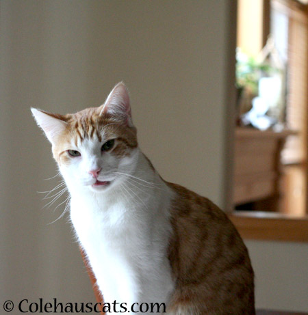 Quint says - 2014 © Colehaus Cats