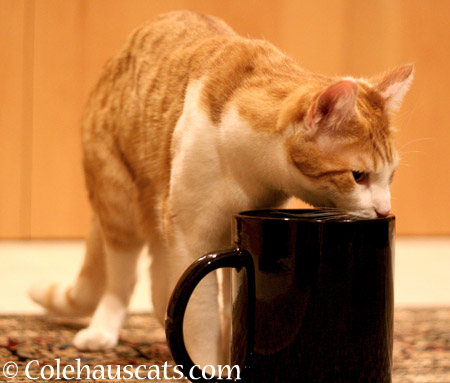 Quint's morning coffee - 2014 © Colehaus Cats