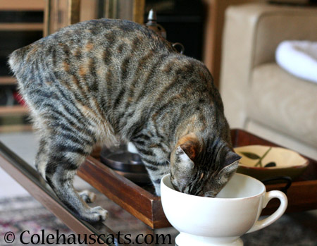 Viola's morning coffee - 2014 © Colehaus Cats