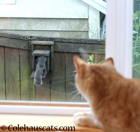 Intruder spotted! - 2014 © Colehaus Cats