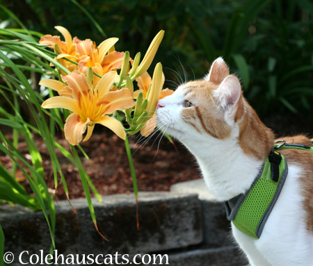 Quint's Bright Lilies - 2014 © Colehaus Cats