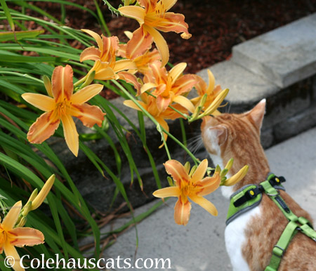 Bright Lilies - 2014 © Colehaus Cats