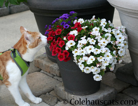 Quint's Petunias - 2014 © Colehaus Cats