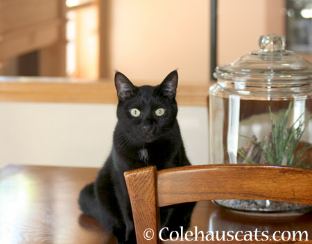 Olivia says - 2014 © Colehaus Cats