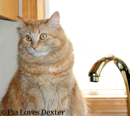 Thinks D is her cool drink of water - 2014 © Colehaus Cats