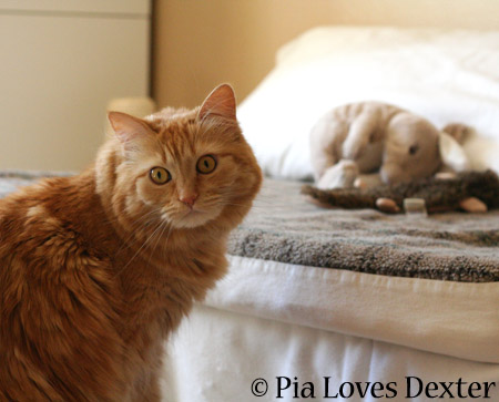 Loves D over toys - 2014 © Colehaus Cats