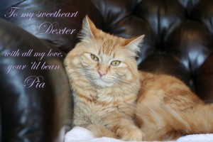 Pia loves Dexter - 2014 © Colehaus Cats