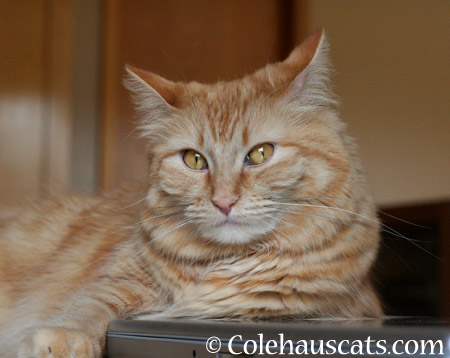 Pia says - 2014 © Colehaus Cats