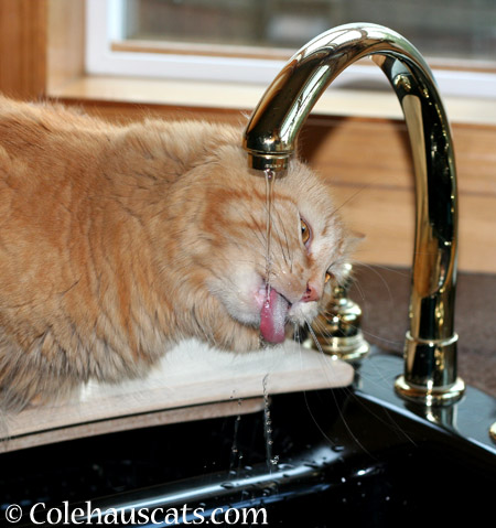 *slurp* - 2014 © Colehaus Cats