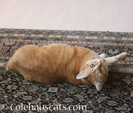 Playful Zuzu - 2014 © Colehaus Cats