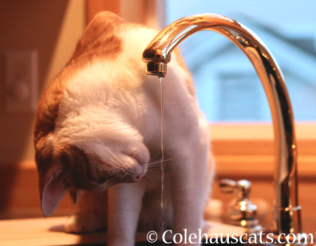 Quint doesn't get it - 2014 © Colehaus Cats