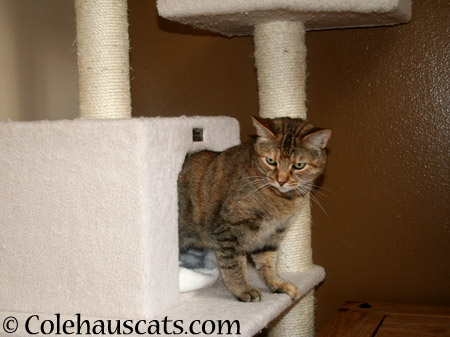 Ruby loves her new tower - 2014 © Colehaus Cats