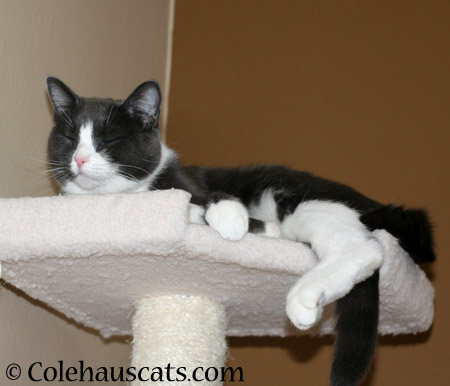 Tessa loves her new tower too - 2014 © Colehaus Cats