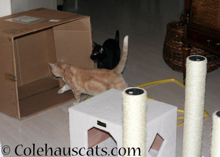 The box beckons - 2014 © Colehaus Cats