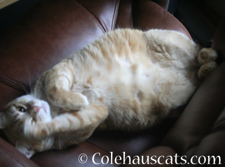 Zuzu Belly! - 2014 © Colehaus Cats