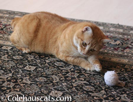 Serious play time - 2014 © Colehaus Cats