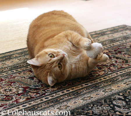 Zuzu at play - 2014 © Colehaus Cats