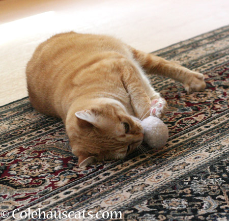 Zuzu loves her fuzzy ball - 2014 © Colehaus Cats