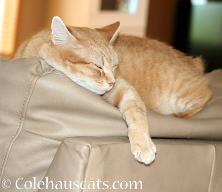 Zuzu's favorite spot - 2014 © Colehaus Cats