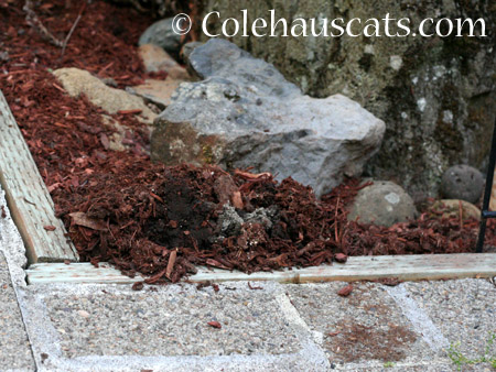 Moles on the move - 2014 © Colehaus Cats