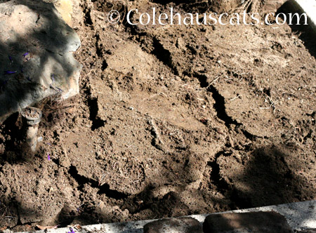 Mole freeway under brickwork - 2014 © Colehaus Cats