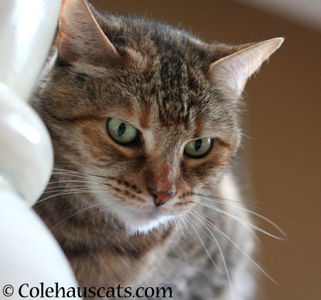 Pretty Ruby - 2014 © Colehaus Cats