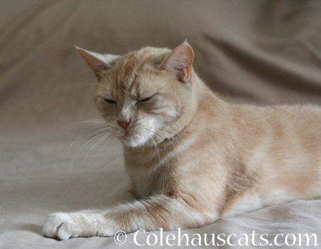 Sleepy Miss Newton - 2014 © Colehaus Cats
