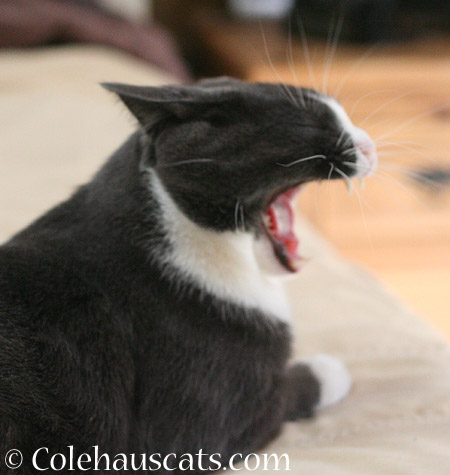 Big Yawn - 2014 © Colehaus Cats