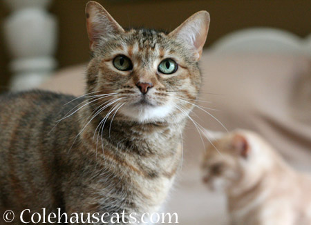 Ruby and Miss Newton - 2014 © Colehaus Cats