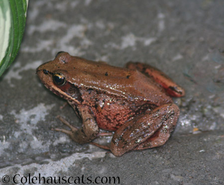Our lone frog Joe  - 2014 © Colehaus Cats