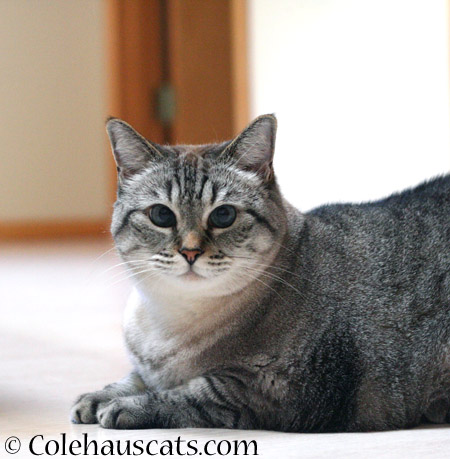 Maxx in September - 2014 © Colehaus Cats