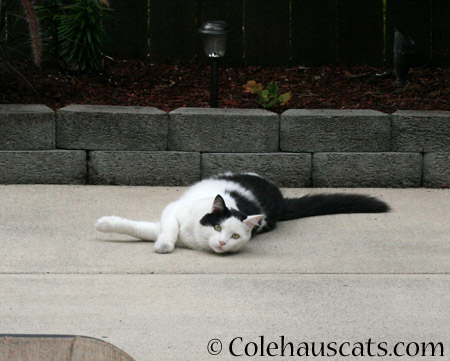 Neighbor cat Momo relaxing in the garden  - 2014 © Colehaus Cats