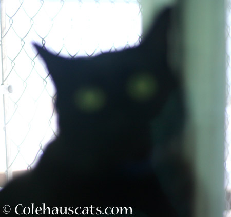 Nice focus! - 2014 © Colehaus Cats