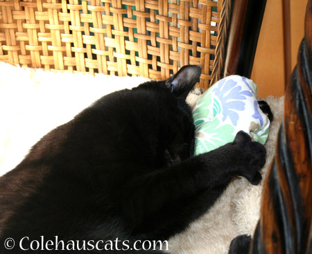 Olivia loves Dexter's Pillow - 2014 © Colehaus Cats 