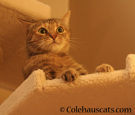 Ruby rethinks her decision - 2014 © Colehaus Cats