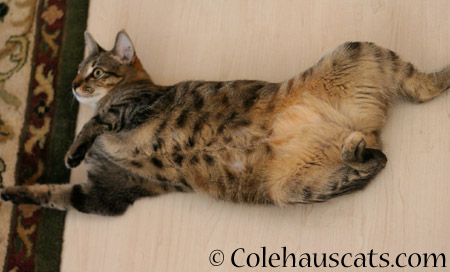 Viola Belly! - 2014 © Colehaus Cats