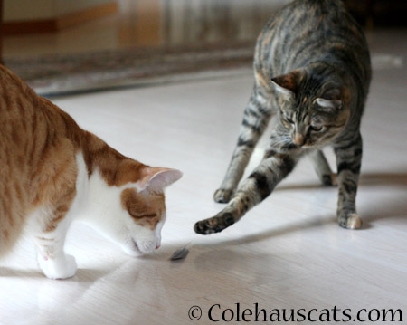 Not afraid to snag Quint's feather - 2014 © Colehaus Cats