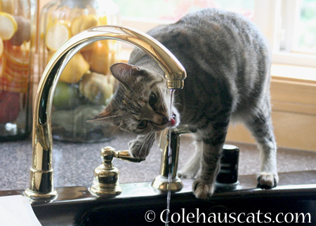 Viola's Personal Water Faucet - 2014 © Colehaus Cats