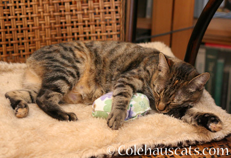 Really loves Dexter's pillow - 2014 © Colehaus Cats