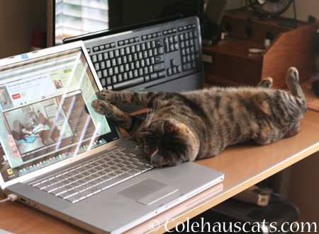 Watching Internet kittens for hours - 2014 © Colehaus Cats