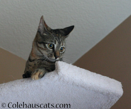 Did someone say, "Treats?" - 2014 © Colehaus Cats