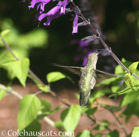 The hummingbirds  - 2014 © Colehaus Cats