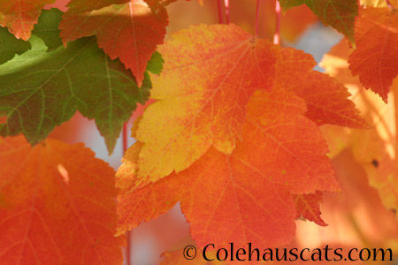 The maples are changing  - 2014 © Colehaus Cats