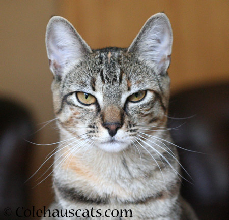 Skeptical Viola - 2014 © Colehaus Cats