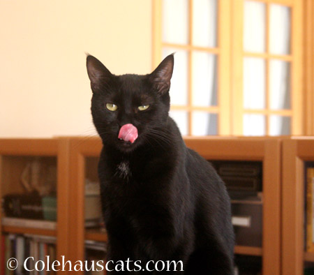 Not the most flattering photo - 2014 © Colehaus Cats