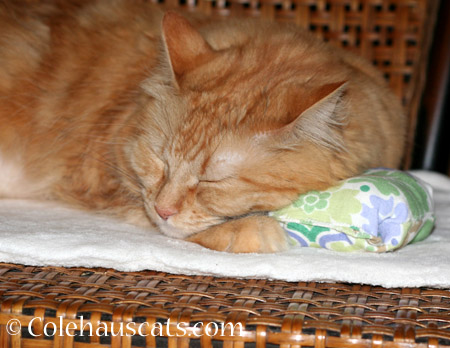 Pia loves Dexter's Pillow - 2014 © Colehaus Cats 