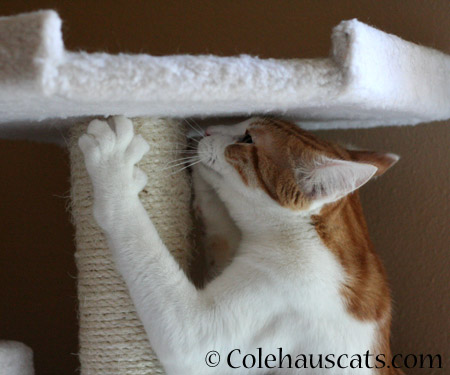 Quint keeps in shape - 2014 © Colehaus Cats